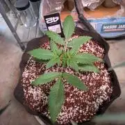 Attempting a staggered grow