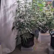Attempting a staggered grow