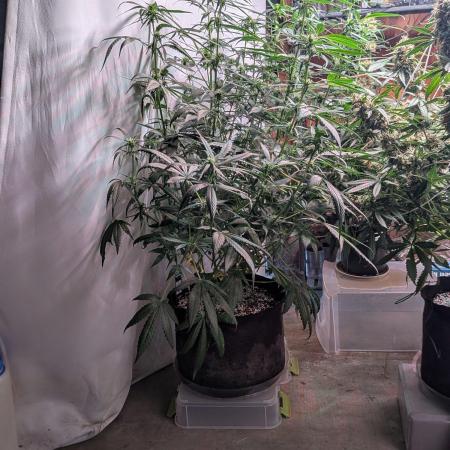 Attempting a staggered grow