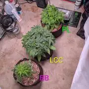 A purple and fruity Fastbuds trio