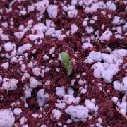 Attempting a staggered grow