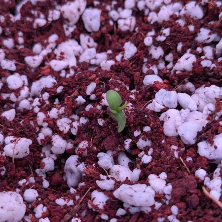 Attempting a staggered grow