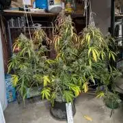 Attempting a staggered grow