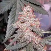 Silly sativas in a sweltering structure