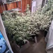 Silly sativas in a sweltering structure
