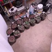 Encouraging plants to get freaky 💋💦🌱