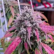 Attempting a staggered grow