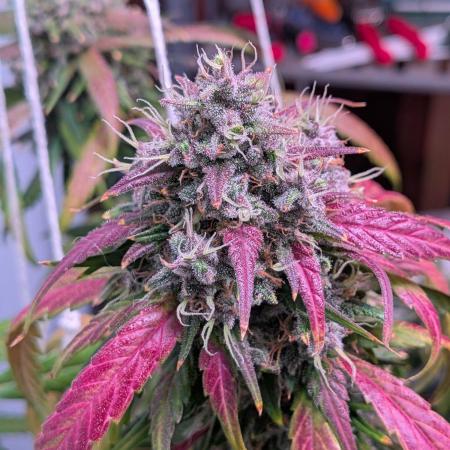 Attempting a staggered grow