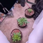 A purple and fruity Fastbuds trio