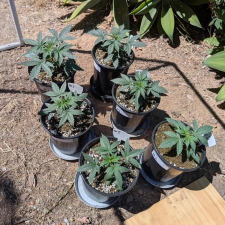 Encouraging plants to get freaky 💋💦🌱