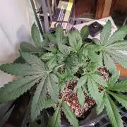 Attempting a staggered grow