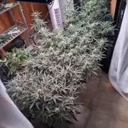 Silly sativas in a sweltering structure