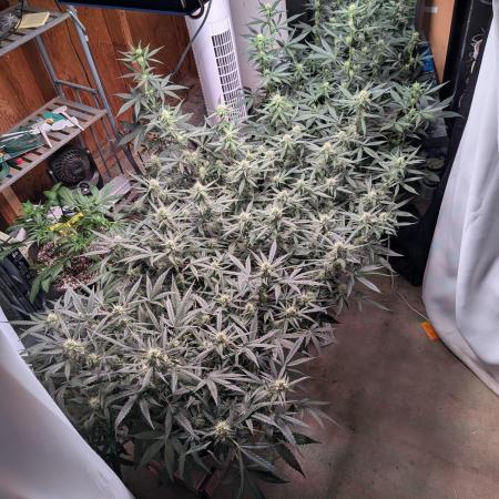 Silly sativas in a sweltering structure