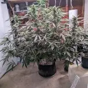 Attempting a staggered grow