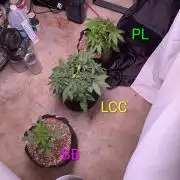 A purple and fruity Fastbuds trio