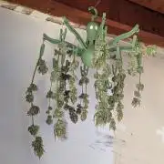 1st (mostly) outdoor grow - 100% organic