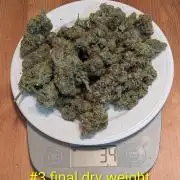 1st (mostly) outdoor grow - 100% organic