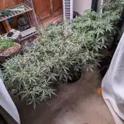 Silly sativas in a sweltering structure