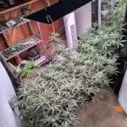 Silly sativas in a sweltering structure