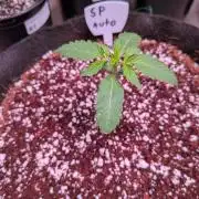 Silly sativas in a sweltering structure