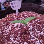 Silly sativas in a sweltering structure