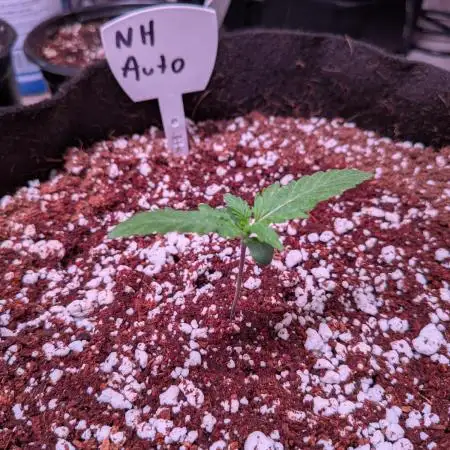 Silly sativas in a sweltering structure