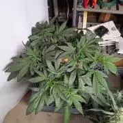 Attempting a staggered grow