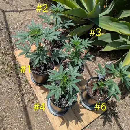 Encouraging plants to get freaky 💋💦🌱