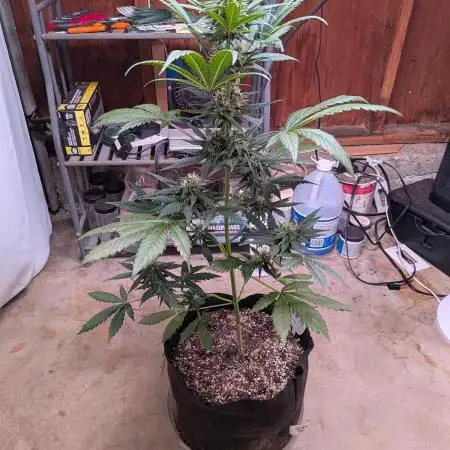 First outdoor grow part 2 (backup plant)