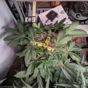 Attempting a staggered grow