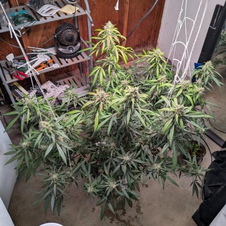 Attempting a staggered grow