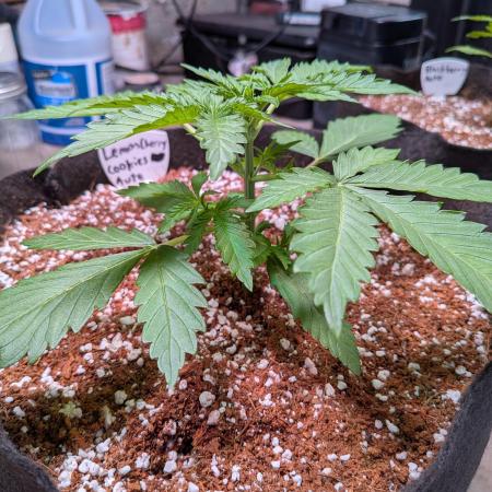 A purple and fruity Fastbuds trio