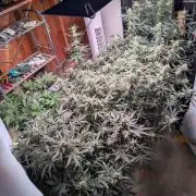Silly sativas in a sweltering structure