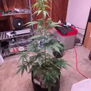 Gorilla Z auto (mostly flower/harvest)