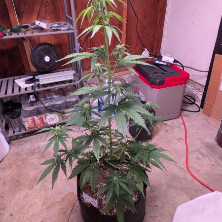 Gorilla Z auto (mostly flower/harvest)