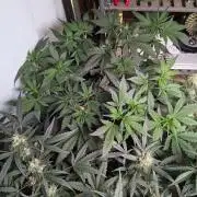 Attempting a staggered grow