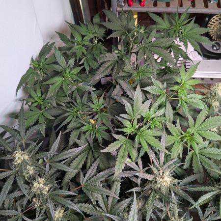 Attempting a staggered grow