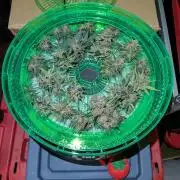 First outdoor grow part 2 (backup plant)
