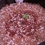 A purple and fruity Fastbuds trio