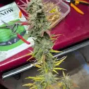 Gorilla Z auto (mostly flower/harvest)