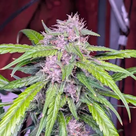 Attempting a staggered grow