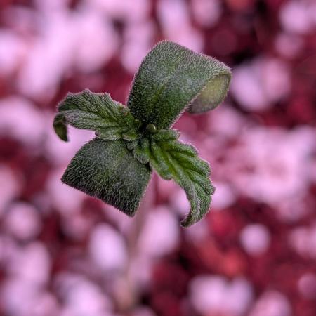 Attempting a staggered grow