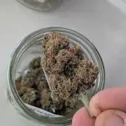 First outdoor grow part 2 (backup plant)