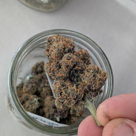 First outdoor grow part 2 (backup plant)