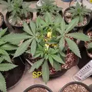 Silly sativas in a sweltering structure