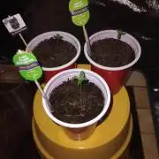 MYHomeGROWBOX
