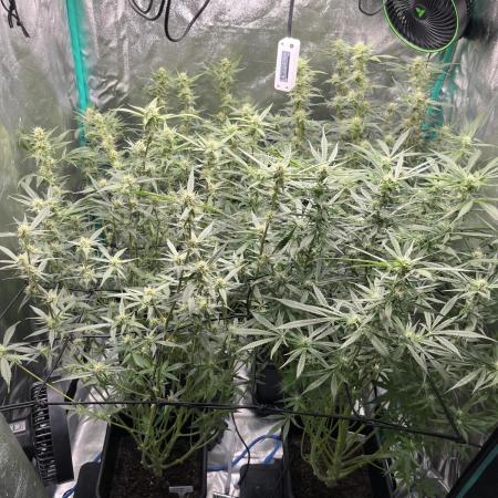 First Autopot run Mephisto & FastBuds🤪
