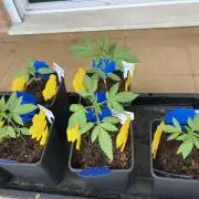 Outdoor Mephisto and tray2grow test run