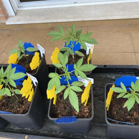 Outdoor Mephisto and tray2grow test run