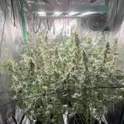 First Autopot run Mephisto & FastBuds🤪